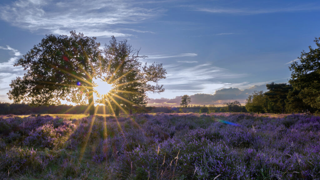 Prachtige landschapsfotografie van een bloeiend paars heideveld in de Mehlinger Heide bij zonsondergang met felle zonnestralen door een boom.