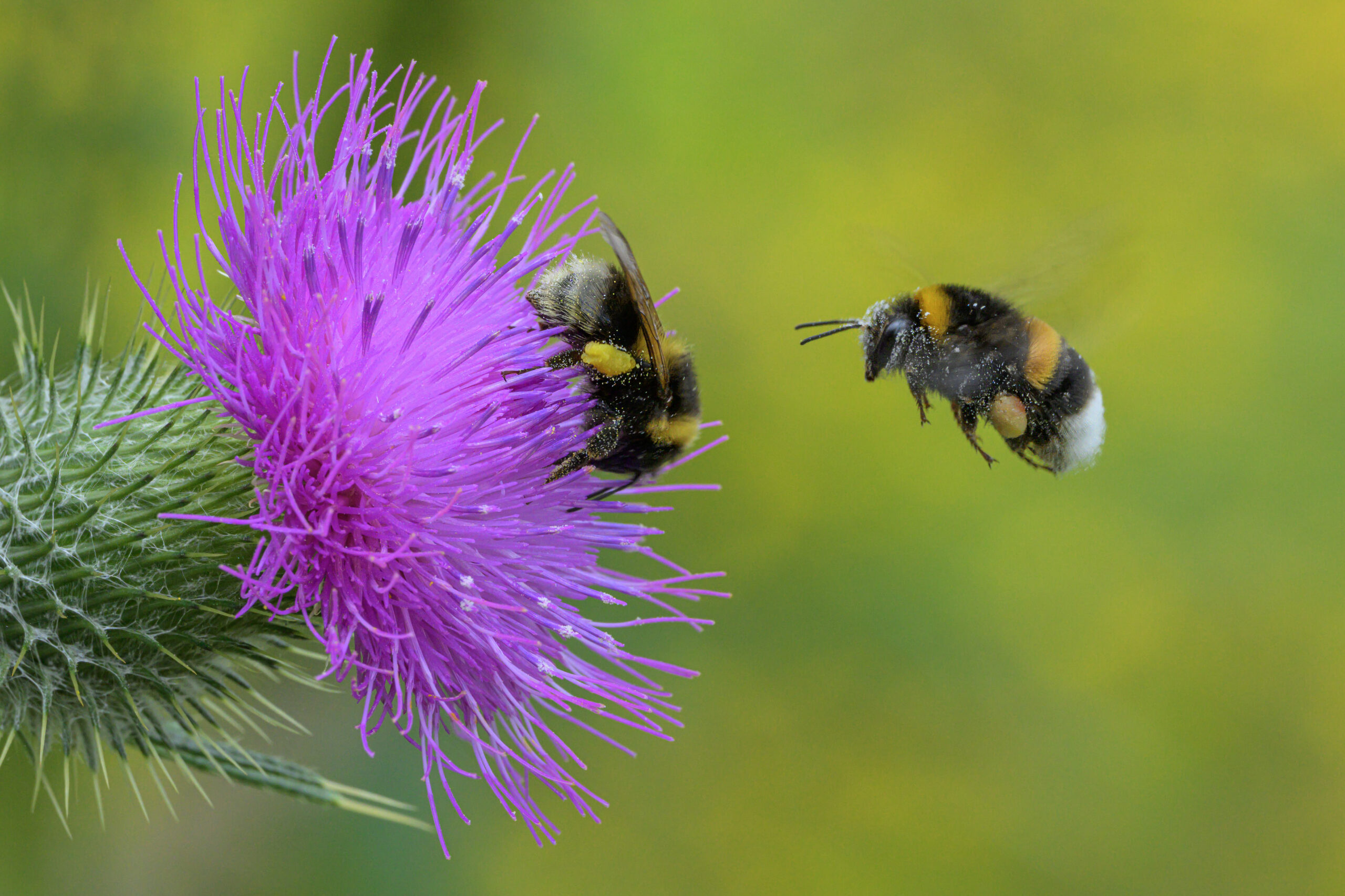 Bloeiende distel met bijen