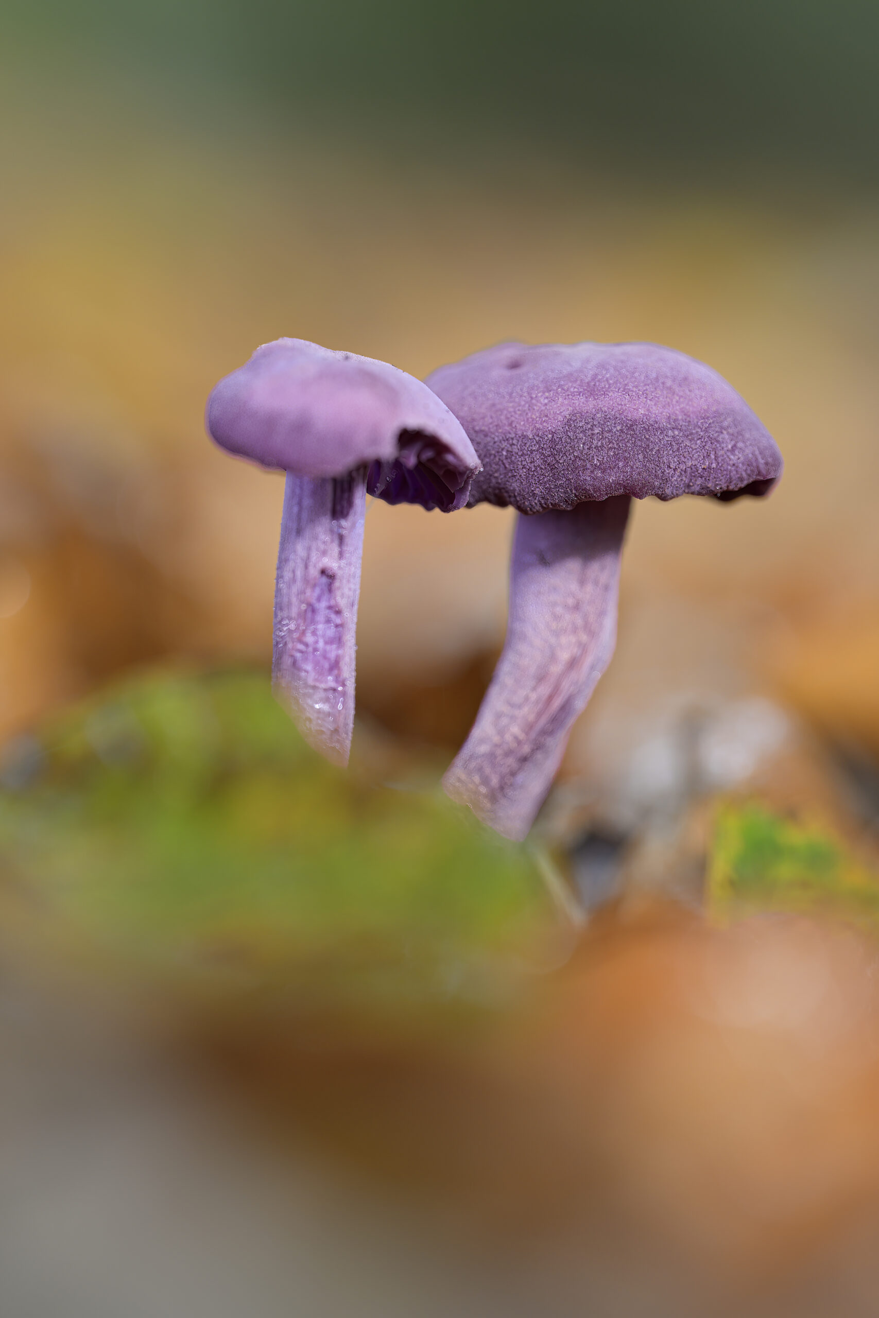 Paarse paddenstoelen