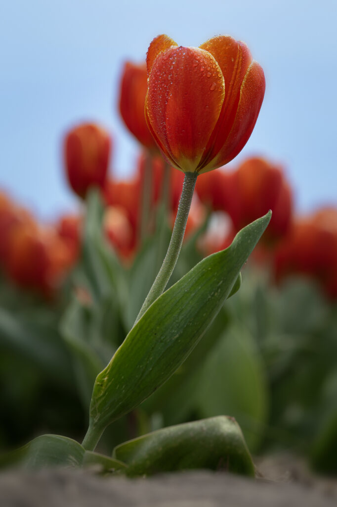 rode tulp foto kopen