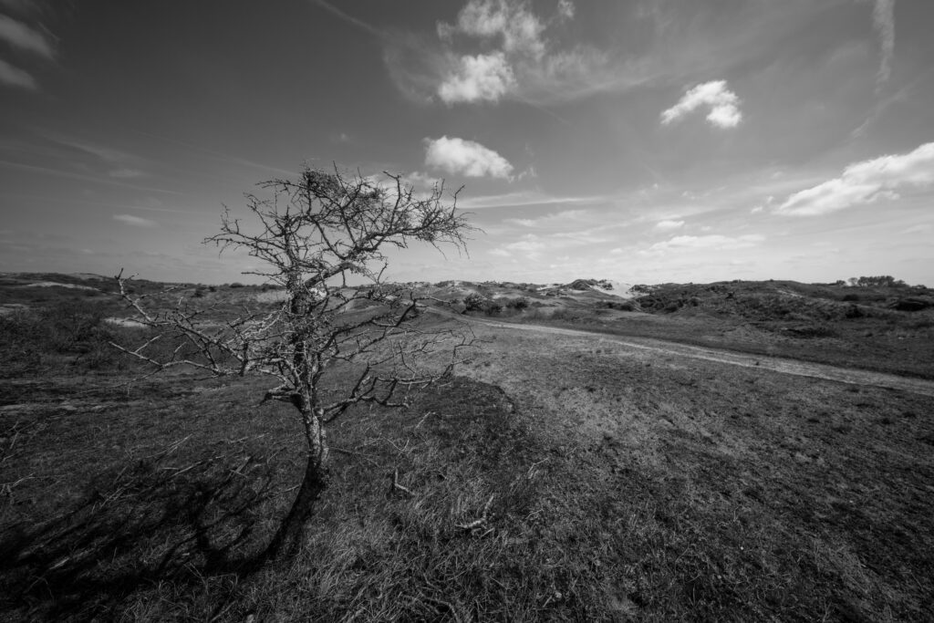 amsterdamdse waterleiding duinen zwart-wit panorama