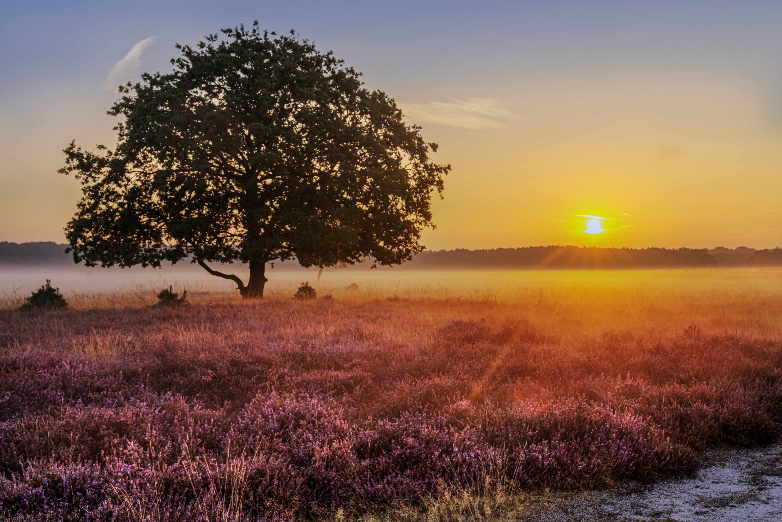 De perfecte ochtend: Het verhaal achter mijn verkochte Werk aan de Muur
