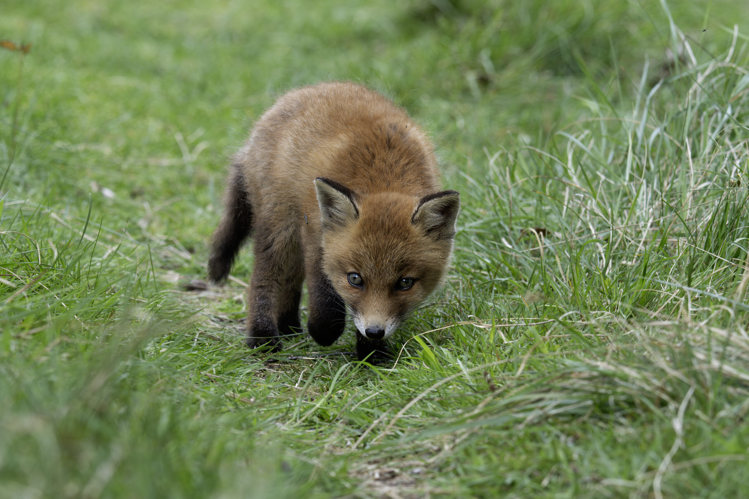 Oog in oog met de toekomst: Vossenwelpen in de AWD