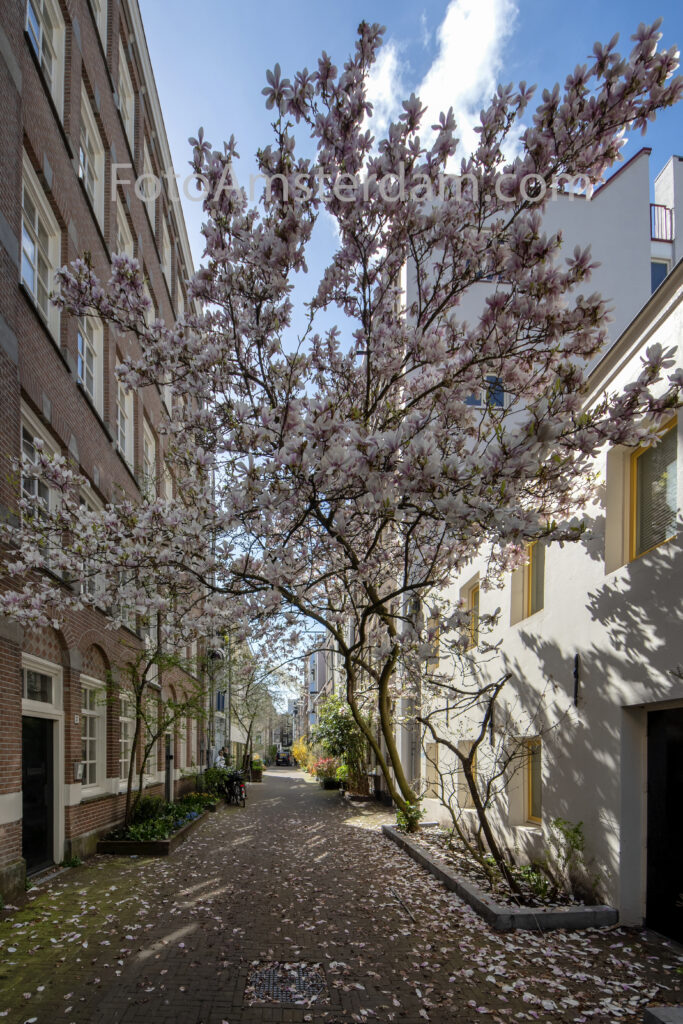 Blooming magnolia tree in the hidden Verversstraat near the Zuiderkerk
