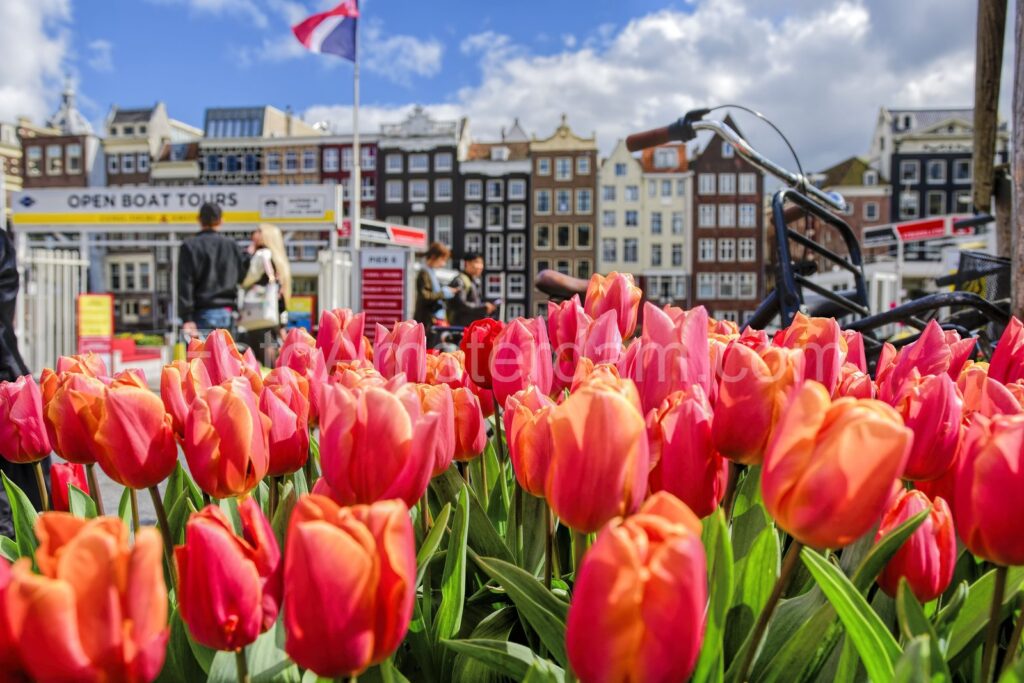Premium foto Tulpen uit Amsterdam Amsterdam Amsterdam - Ideaal als fotobehang of naadloos behang op maat
